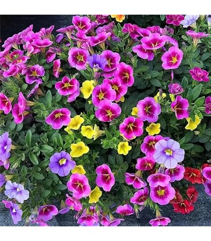 BAD Inc Calibrachoa 'Kabloom Crave Sunset' - Paquet Professionnel 100 Graines (2 Packs) - Fleurs Vigoureuses Et Colorées