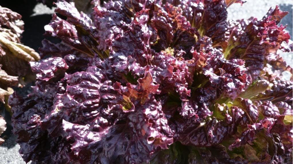 Oak Leaf Lettuce 'Maiko' (Lactuca Sativa L.) Vegetable Plant Seeds, Medium Early Heirloom