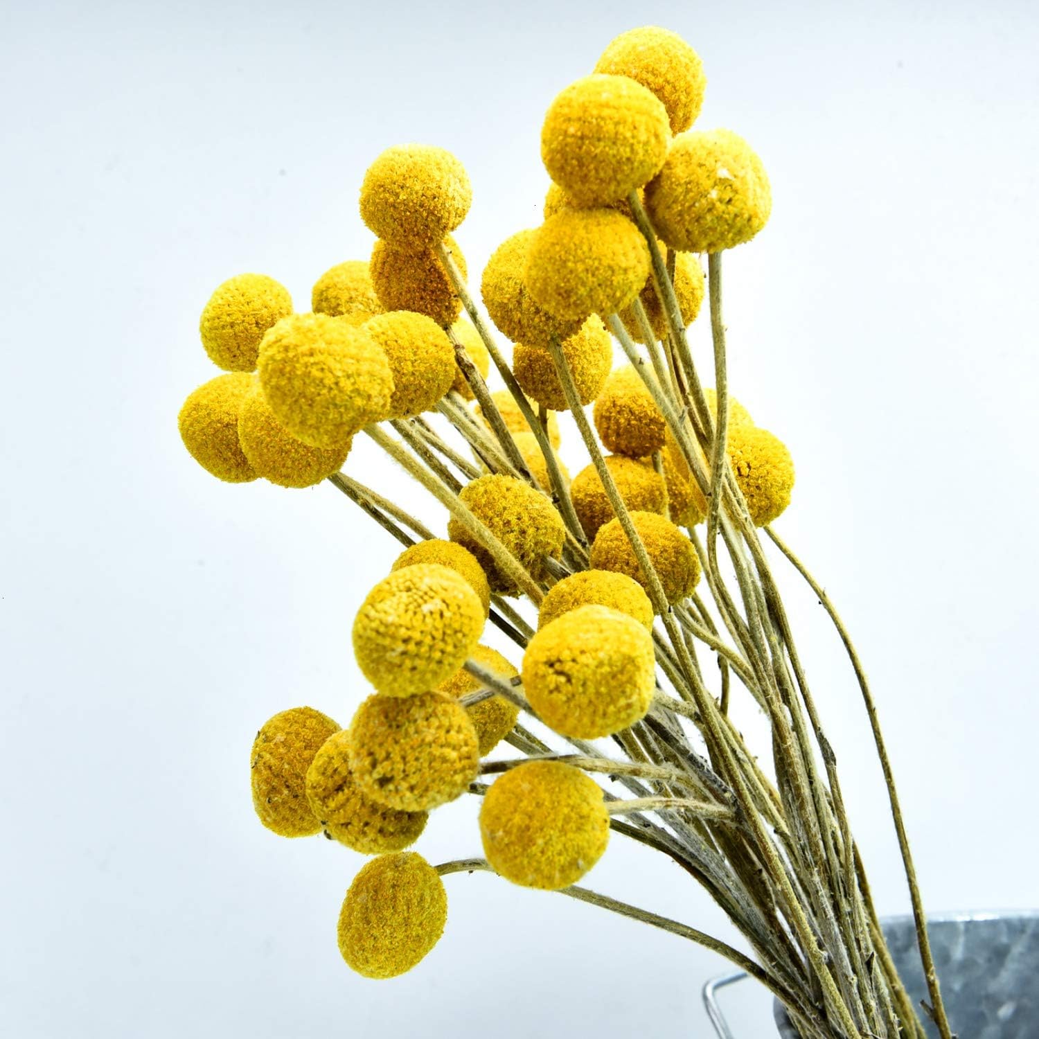 June Fox 50 Stems Craspedia Flowers Natural Dried Flowers for Arrangements Hried Bundle for Photo Props, Home Decor