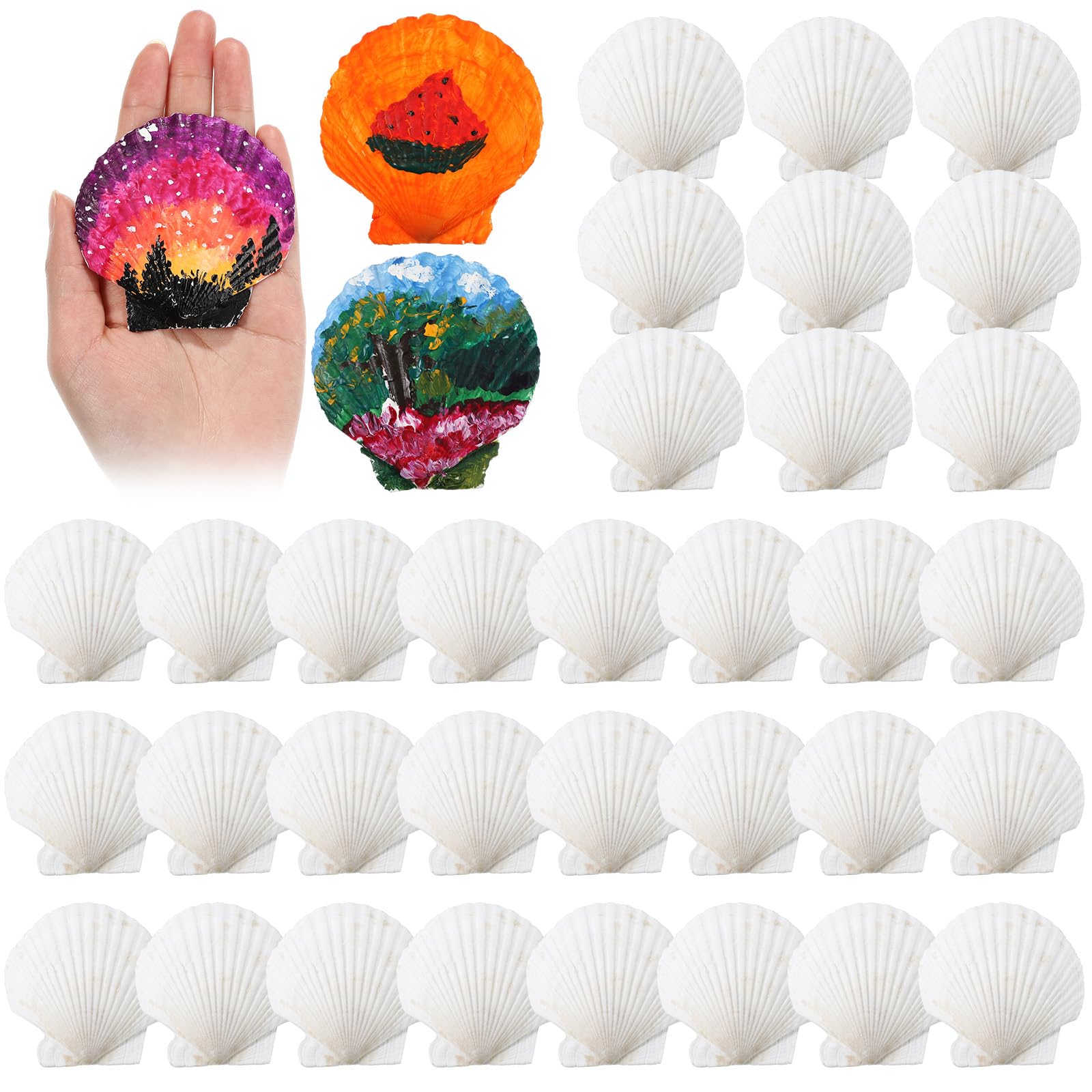Photo 1 of GlikCeil 50 Pcs Sea Shell for Crafting Natural Large Scallop White Oyster Shells Bulk for Decorating DIY Home Decor Beach Wedding Ocean Themed Party(2.8''-3.1'')
