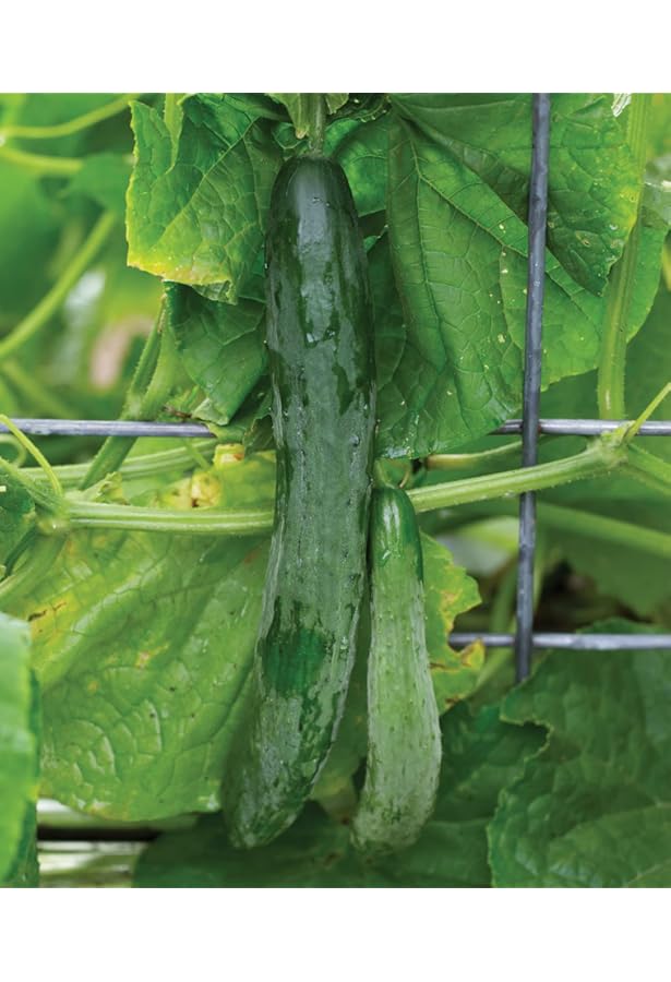 quality merchandise Saver Prices Guaranteed 100 Authentic Burpee Sweet