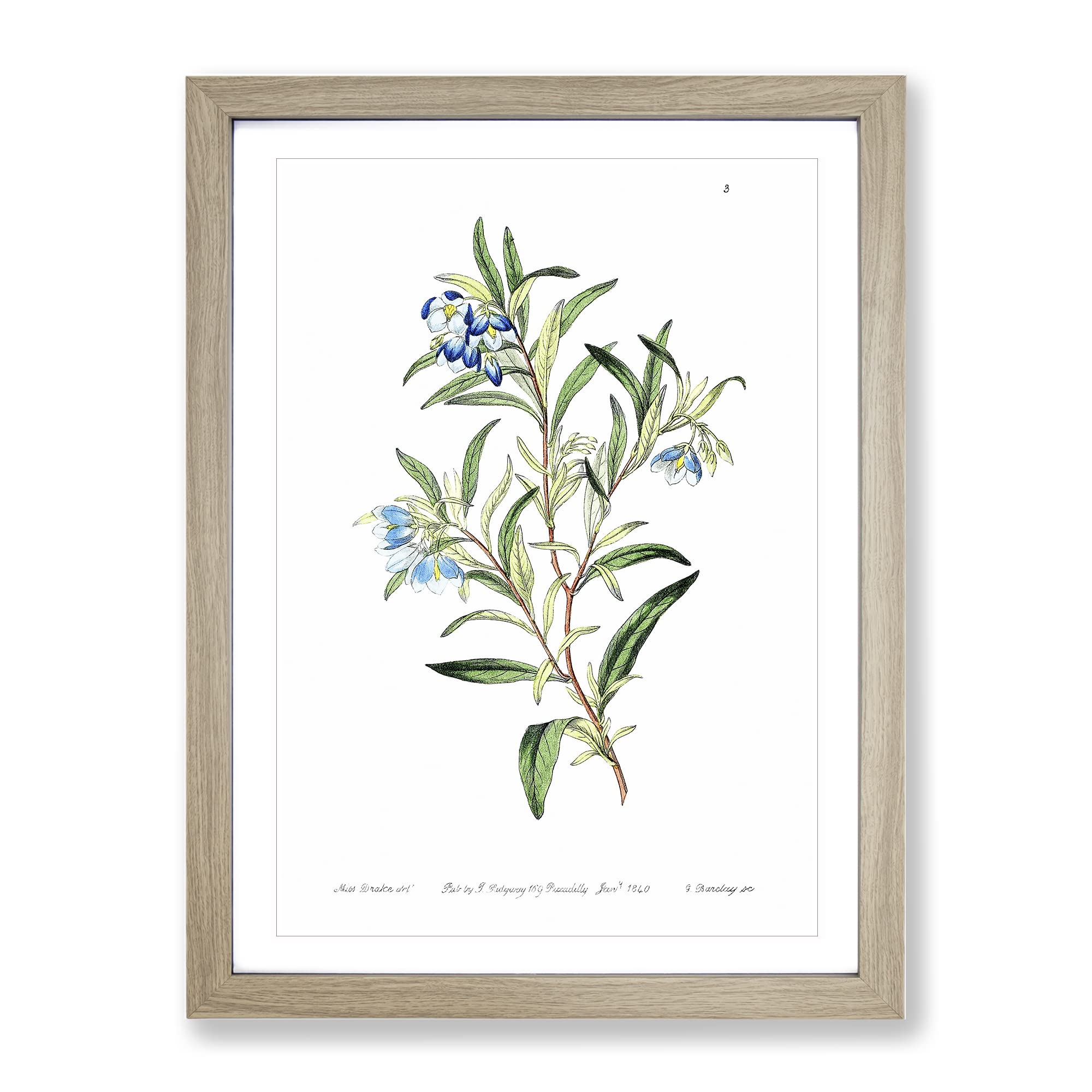 Bluebell Flowers Vintage Framed Wall Art Print, Ready to Hang Picture for Living Room Bedroom Home Office Décor, Oak A4 (34 x 25 cm)