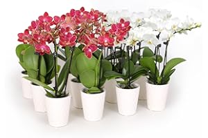 Plants & Blooms Shop Just Add Ice SA5142 Mini Live Red and White Orchids in White Ceramic - 12 Pack, Holiday Party Favors, Home and Office Christmas Decor, 2.5" Diamter, 6" Tall