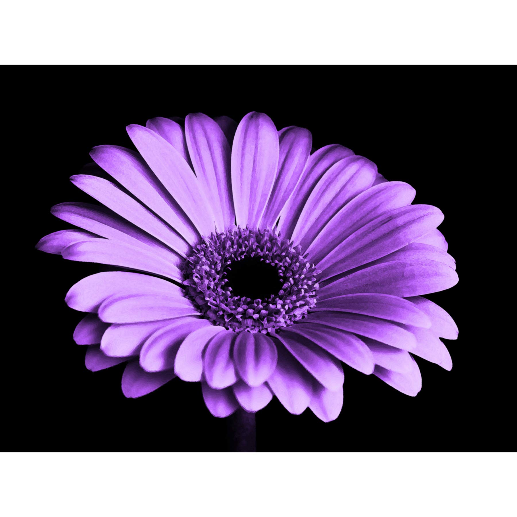 Close-up Purple Flower Large Canvas Wall Art Print