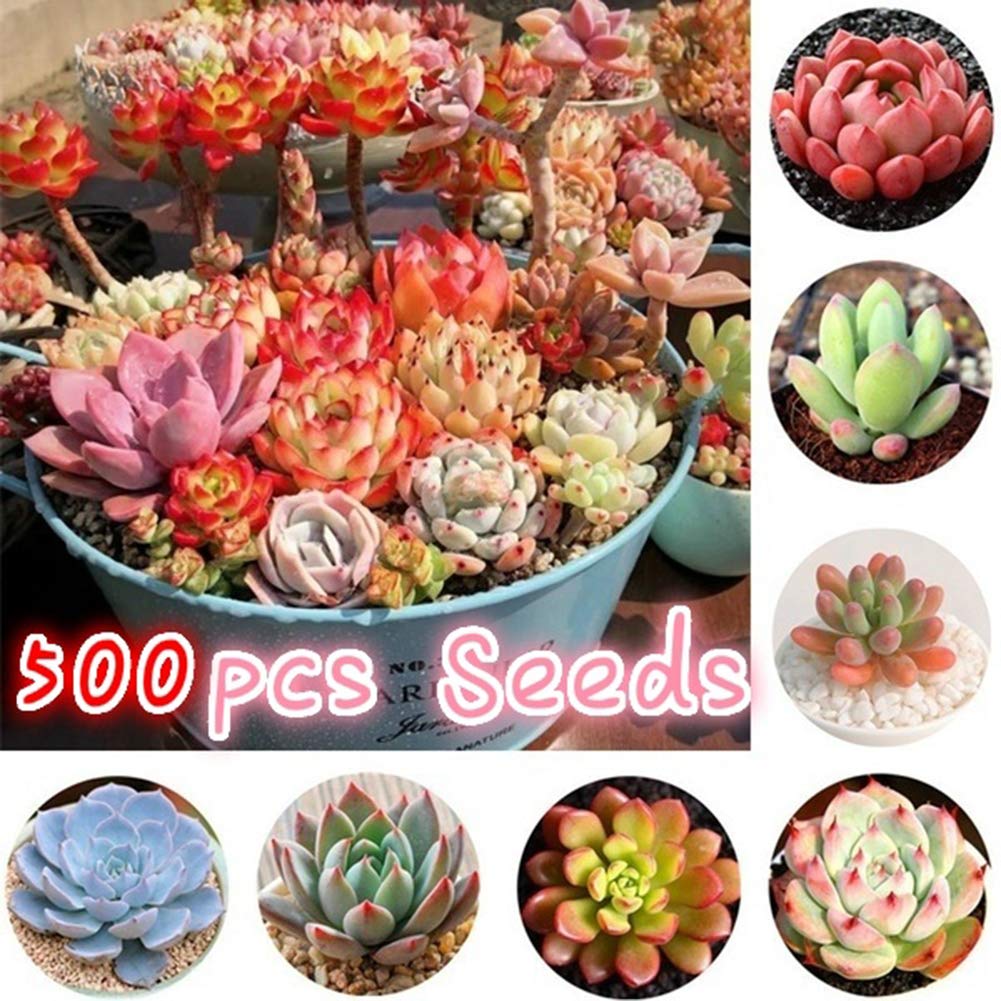 500pcs Mix Succulent Seeds 500Pcs Succulents Seeds Garden Balcony