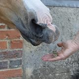 SPILLERS Apple Horse Treats 1kg – Delcious Apple Flavoured Reward view 6