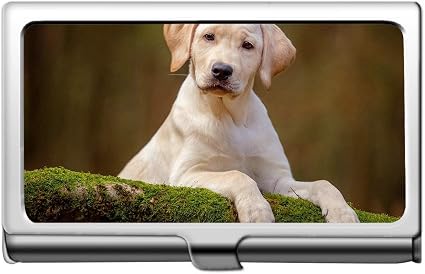 Berger Australien Tout Sur La Race De Chien Berger Australien