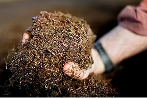Vermi-Future® Red Wigglers composting Worms (1/4lb)