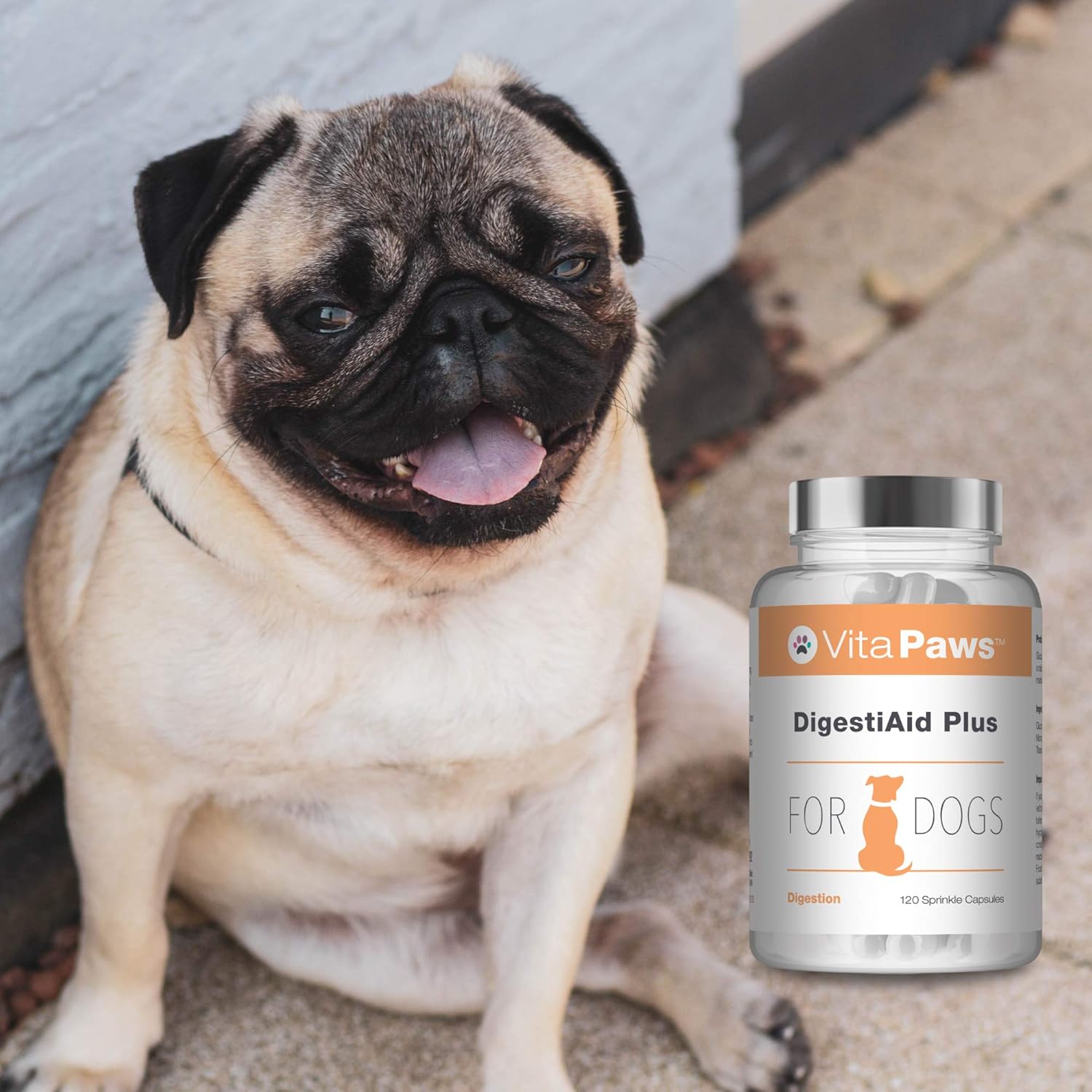 bacillus coagulans dogs