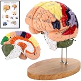 Avarstic Human Brain Model, 2X Life Size Brain Anatomy Model, 4-Part Magnetic Detachable Brain Model with 131 Laser-Engraved Brain Structure Labels for Neuroscience, Psychology &amp; Medical Education