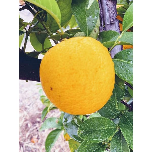 lemon様　おまとめ11品（12点） lemon様 おまとめ11品（12点） lemon様おまとめ11品（12点）