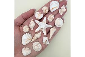 15 Dye Free Seashell Edible Cake Decorations, Vegan, Gluten-Free, Edible Cake Toppers for Cupcakes, Cookies & Desserts, by Simply Sucré (15 Pieces (Gift Box), Natural)