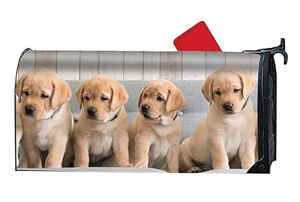 Amazoncom Maill Animal Labrador Retriever Puppy Cute Baby Amazoncom Maill Animal Labrador Retriever Puppy Cute Baby