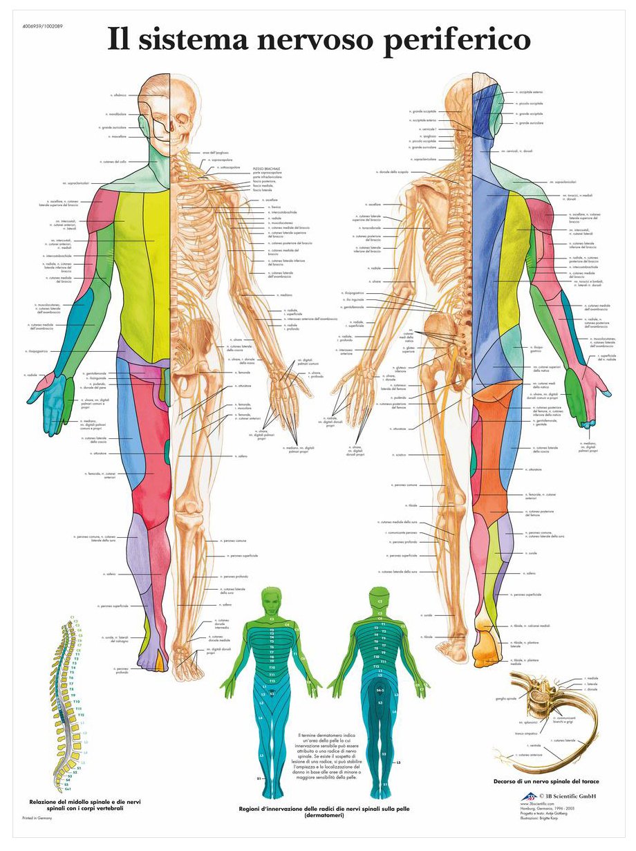 3B Scientific – Laminated Autonomic Nervous System Chart – UV & Dust-Protected Anatomy Poster for Study, Teaching & Clinics