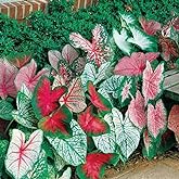 10 Fancy Mix Caladium Bulbs &ndash; Colorful Heart Shaped Foliage for Containers | Mixed colorful foliage &bull; Heart shaped leaves &bull; Part shade &bull; Containers &amp; garden beds &bull; Tropical summer color | 10 bulbs