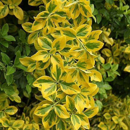 Amazon Com Cottage Hill 1 Piece Golden Euonymus Evergreen Plant