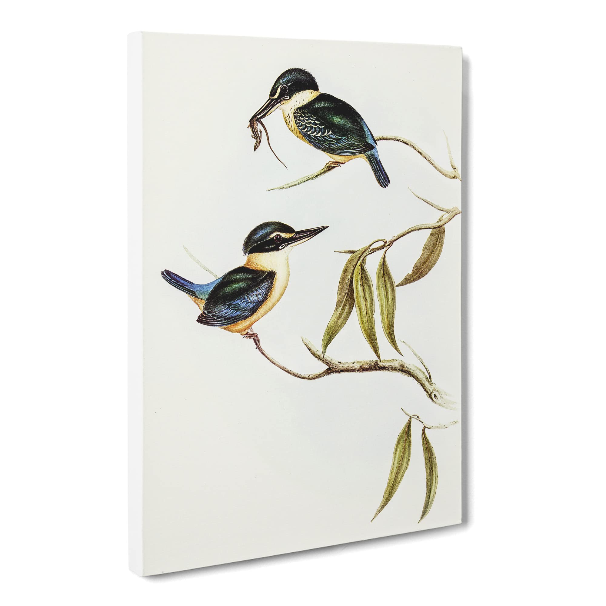 Sacred Halcyon Kingfishers By Elizabeth Gould Canvas Print | Gallery Wrapped 30mm Frame Wall Art | 20x14 inches | Ready to Hang | Retro Animal Picture | Living Room Bedroom Lounge Office