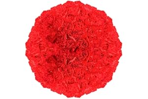GlobalRose 300 Fresh Cut Red Carnations - Fresh Flowers Wholesale Express Delivery