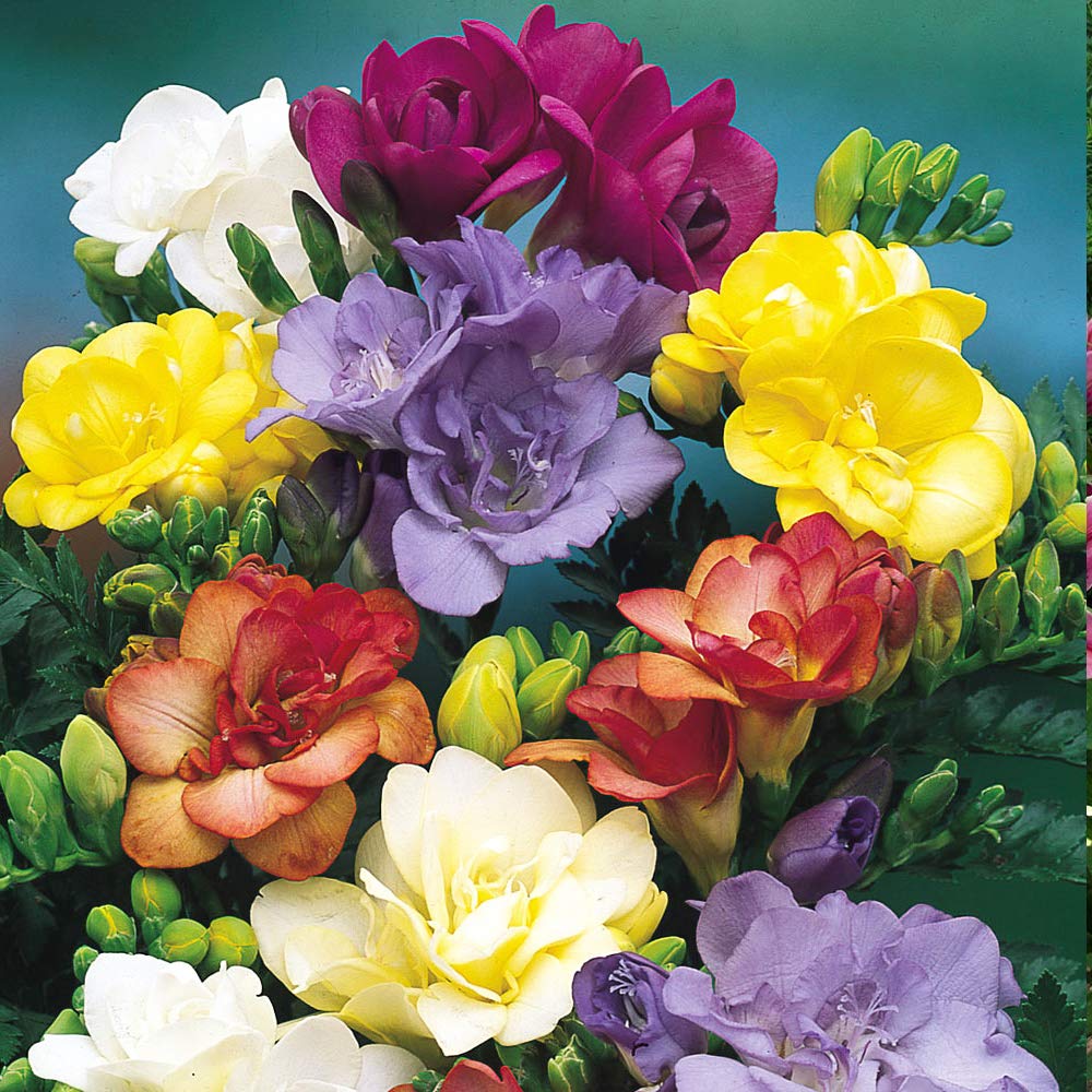 16 x Freesia Double Mixed Bulbs- Beautiful & Elegant Fragrant Double Blooms- Sweet Fragrance- for a Long Lasting Bouquet- for Your Colourful Garden