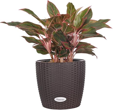 Amazon Com Planter Pot Large Flower Planters Pot Self Watering