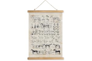 XIAOAIKA Antique-Style Equine Anatomy Chart - Vintage Horse Illustrations Wall Art with Wooden Scroll Frame - Equestrian-Themed Home Decor, Ideal for Horse Lovers and Educators 12 x 16 Inches