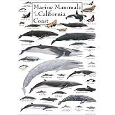 Earth Sky + Water - Marine Mammals of the California Coast - Posters