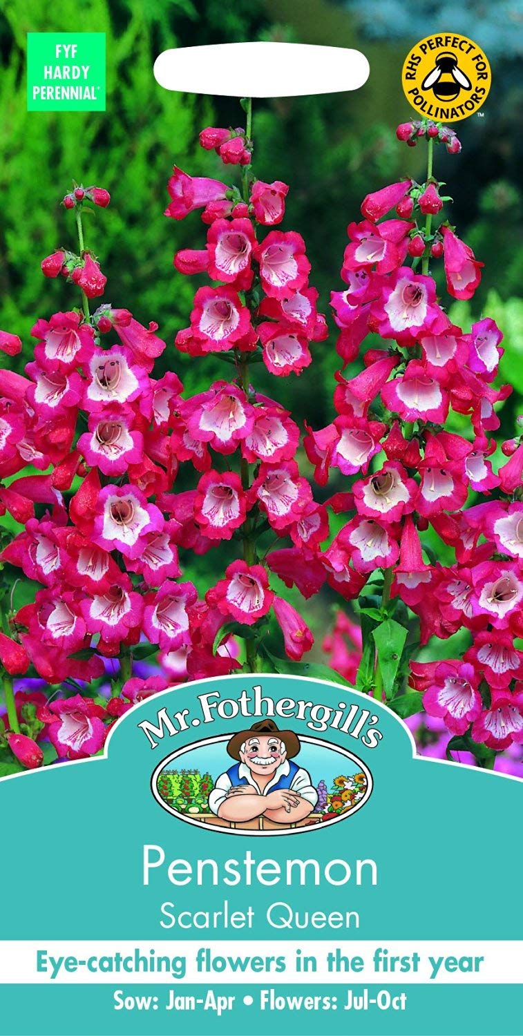 Mr Fothergill's Penstemon Scarlet Queen Seed, Red/White, 0.3 x 7.5 x 14.5 cm
