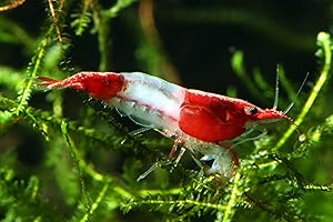 SF Aquatic 20 Red Rili Live Freshwater Aquarium Neocaridina Shrimps Inverts. Adult Breeding Age. Live Arrival Guarantee.