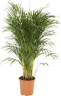 Dypsis lutescens | Areca Palme | Zimmerpalme | Luftreinigende Zimmerpflanze | Höhe 55-65 cm | Topf-Ø 14 cm