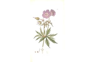 James Sowerby English Botany; or Coloured Figures of British Plants - 1800