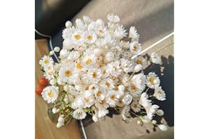 Jtoder Dried Daisy Flowers Bouquet, 200+ Real Dry White Flowers with Stems, 17'' Gerber Daisies Arrangements for Wedding, Farmhouse Vase Decorations, DIY Home Party Wildflower Decor