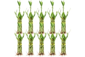 Set of Ten 5 Stalk Lucky Bamboo Arrangements - 8 Inch Lucky Bamboo Indoor House Plants for Home and Office Decor - NW Wholesaler
