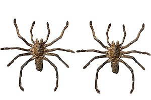 VINADECOR 2 Real Spider Tarantula Beetle Specimen Bugs Mounted Craft Dark Collection Taxidermy Animals for Entomology Oddity Scientific Lover Insect Home Office Display Artwork UM-18