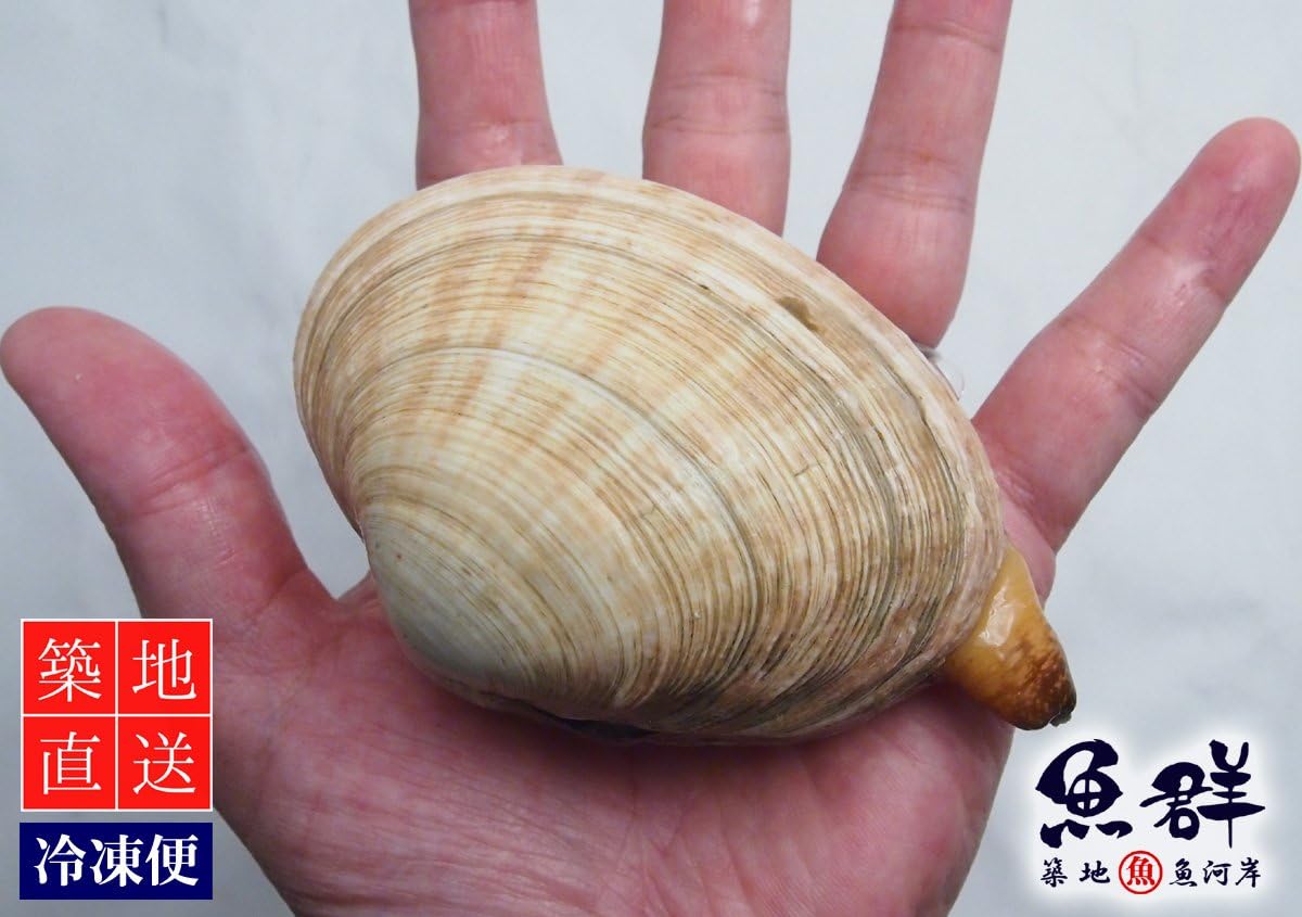 Amazon 築地魚群 活大アサリ ウチムラサキ貝 国産 1kg 築地魚群 鮮魚 通販