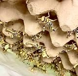 Livefoods4u XL Locust Live Food 100 (35-50mm) for Reptiles view 3