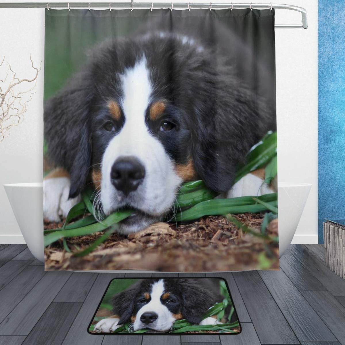 bernese mountain dog raincoat