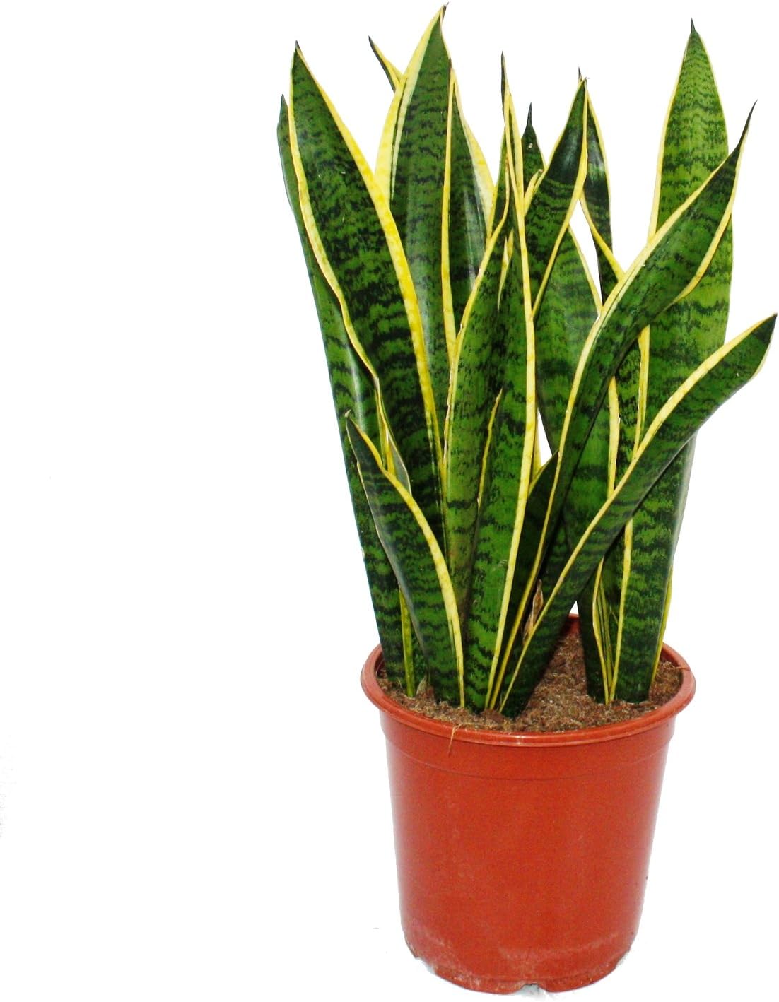Sansevieria trifasciata - 19cm pot - total height: 55-65cm: Amazon ...