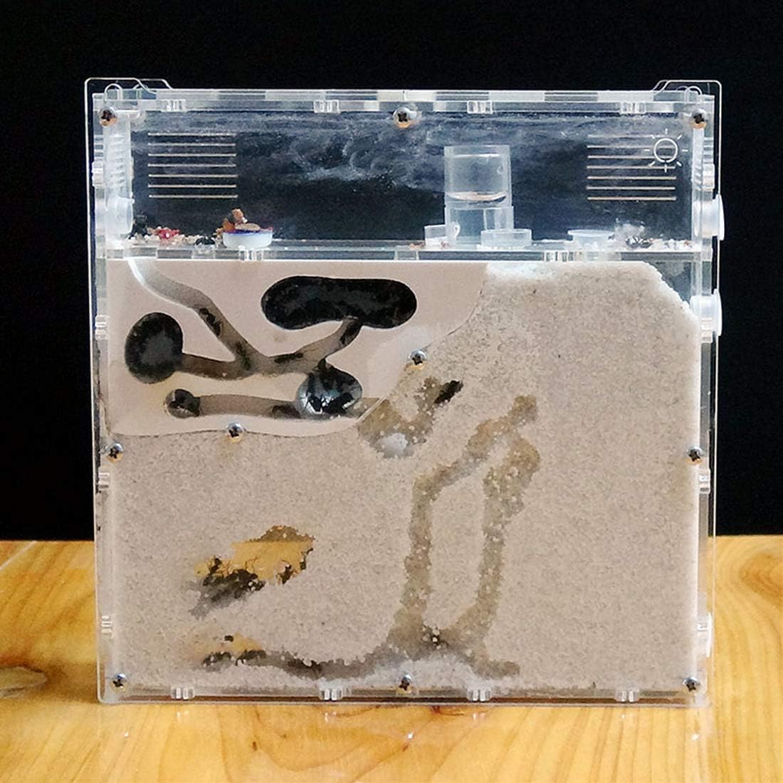 Amazon Co Jp Yiteng アリ飼育キット 砂巣 爬虫類飼育ケース アリの巣観察キット 蟻用飼育ケース アリ飼育セット 砂は別売り おもちゃ