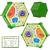 Cross Sectional Foam Plant Cell Model | Learning, Teaching, STEM Kits | Cross Sectional Foam Plant Cell Model Clearly Labeled Organelles Strong Magnet Biolog Cell Anatomy &amp; Science Projects