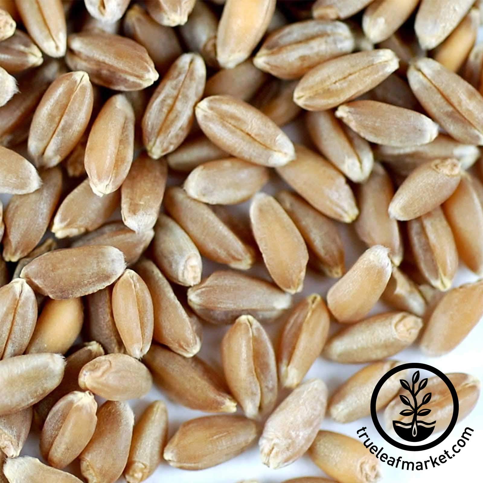 Certified Organic Hard Red Wheat Sprouting Seed 5 PreMeasured Bags