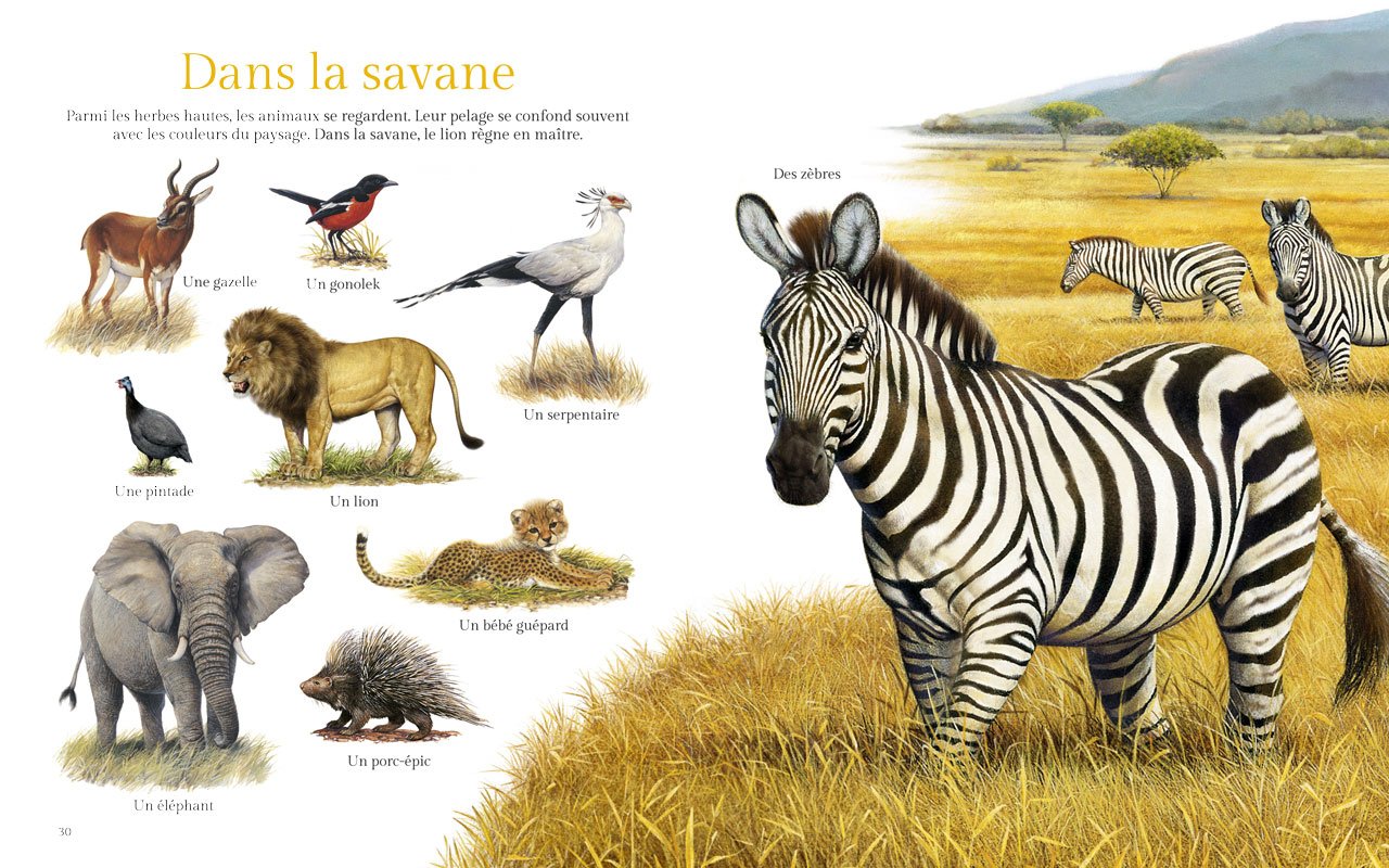 Amazon Com Merveilleux Animaux Du Monde L Imagier Des A Boos Andre Books