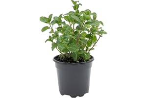 CITRONELLAKING 1 Live Spearmint Plant (Mentha Spicata) – Fragrant & Flavorful Herb, Thriving in 4” Nursery Pot