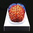 Human Brain Model,Color-Coded Partitioned Brain，2 Parts, Anatomically Accurate Brain Model Life Size Human Brain Anatomy for Science Classroom Study Display Teaching Medical Model