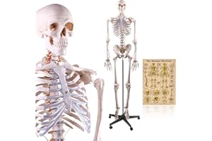 LYOU Human Skeleton Model, Medical Anatomical Skeleton Life Size 70.8 in with Rolling Stand for Anatomy Teaching and Studying, Colorful Poster Includes