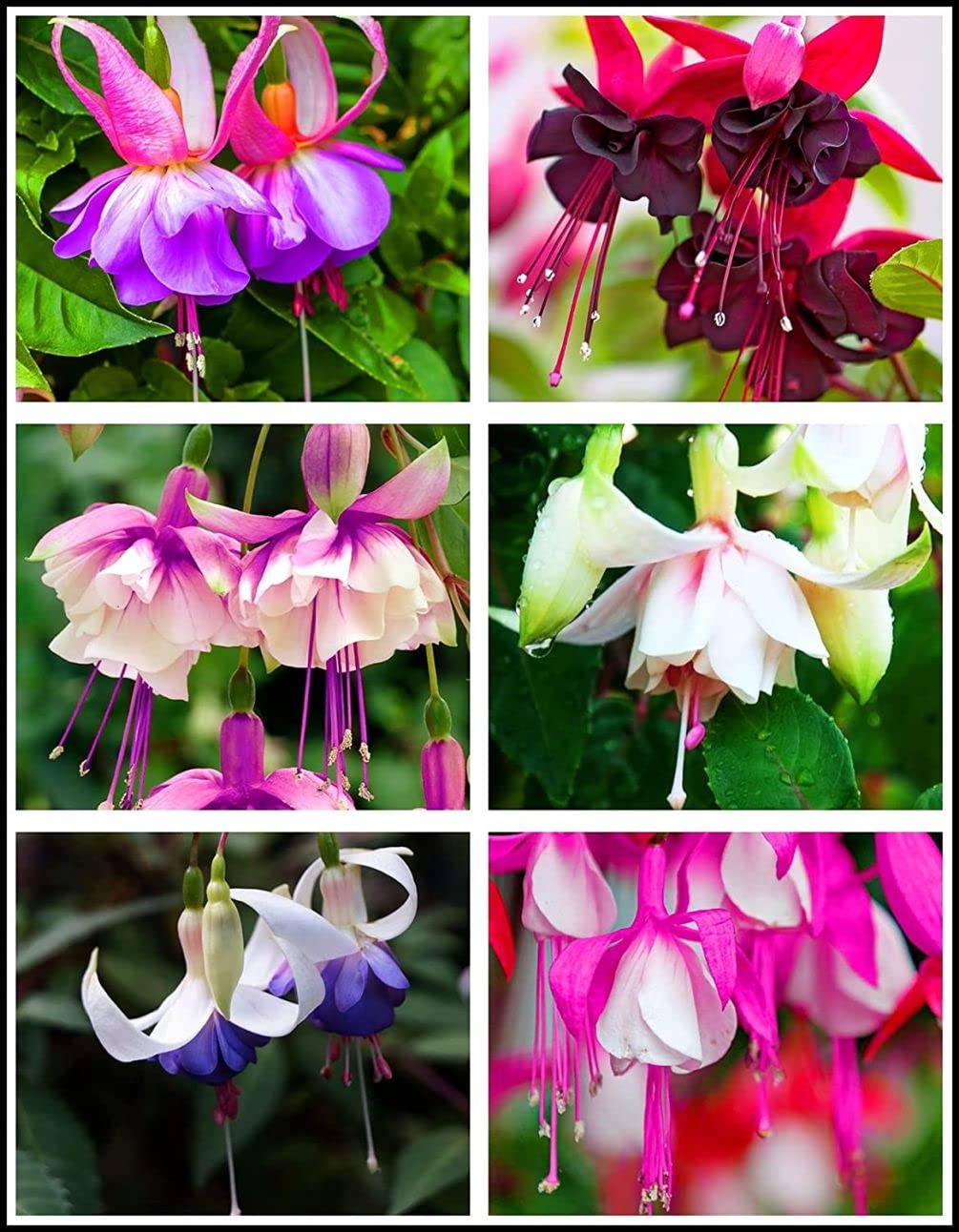 Photo 1 of 100 Pcs Fuchsia Flower Seeds Perennial Home Plant Bonsai