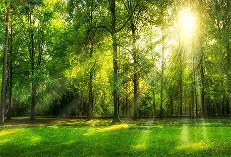 Amazon Com Csfoto 8x6ft Background Sunshine Green Forest Park Photography Backdrop Green Grass Natural Scenery Sunny Groves Shine Woods Leisure Walking Holiday Vacation Photo Studio Props Vinyl Wallpaper Camera Photo