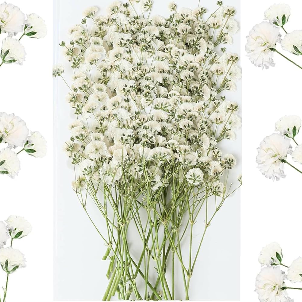 57PCS Dried Pressed Baby Breath Flowers, Natural Ivory White Gypsophila Flower Branch Bouquet, Nature Dry Pressing Floral Resin Nail Crafts DIY Wedding Card Family Party