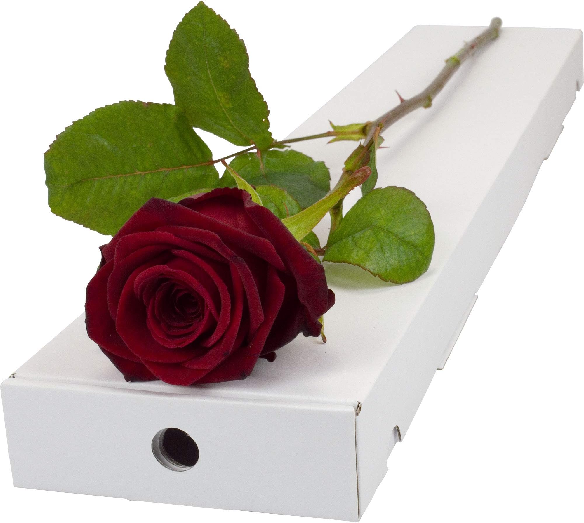 Red Rose (Fresh) Presented in a Letterbox Friendly Long Stemmed Single Rose Box and Delivered for Free