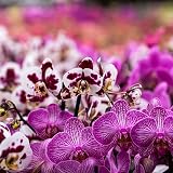 GOTVUGE All Purpose Orchid Soil 1L Bark Perlite Mix for Epiphytic Orchids view 7