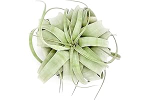 ragnaroc Air Plants - Tillandsia Xerographica, Large 5-7” - 1ct - Live Arrival Gauranteed - House Plants for Home Decor & Gift